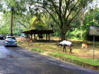 Taman Safari Indonesia I
